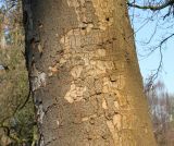 Zelkova serrata