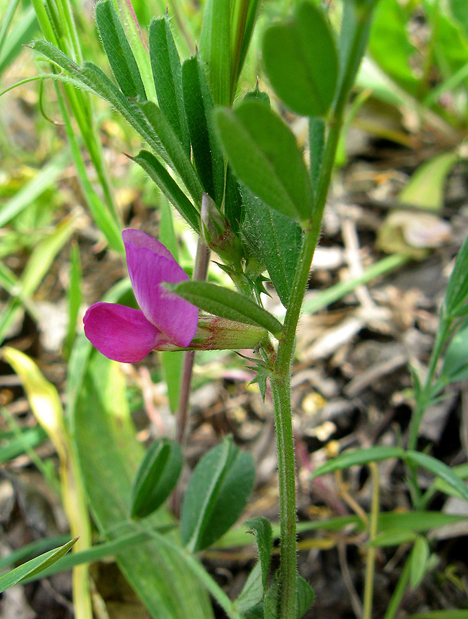 Изображение особи род Vicia.