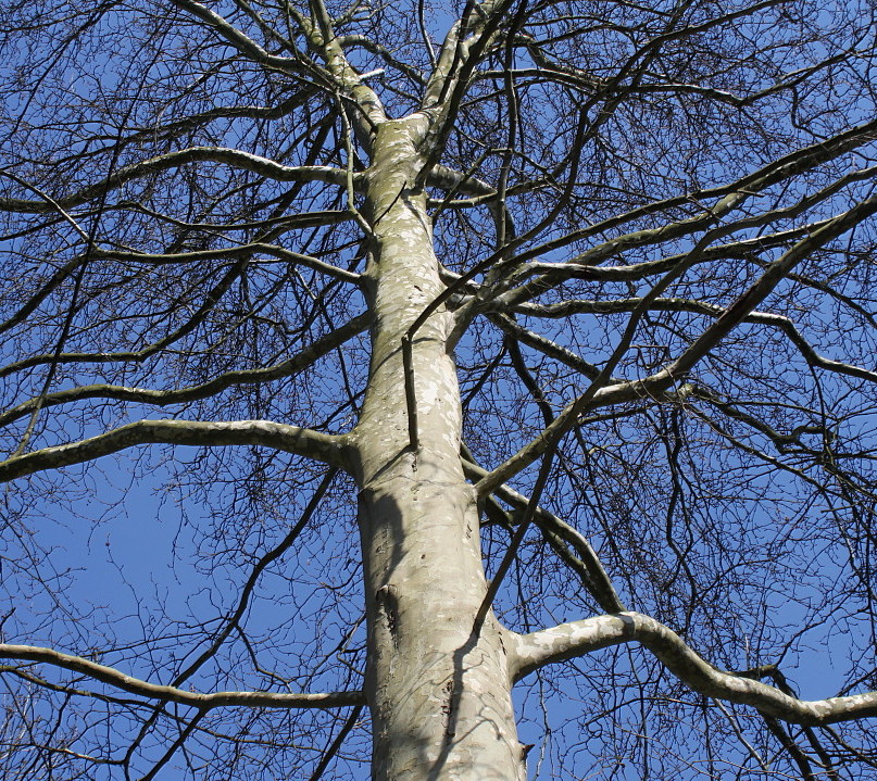 Изображение особи Platanus orientalis.