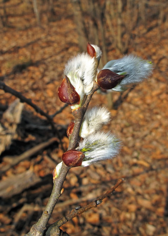 Image of Salix caprea specimen.