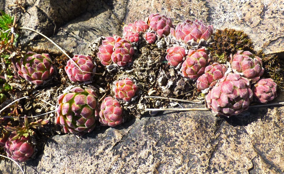 Image of Sempervivum transcaucasicum specimen.