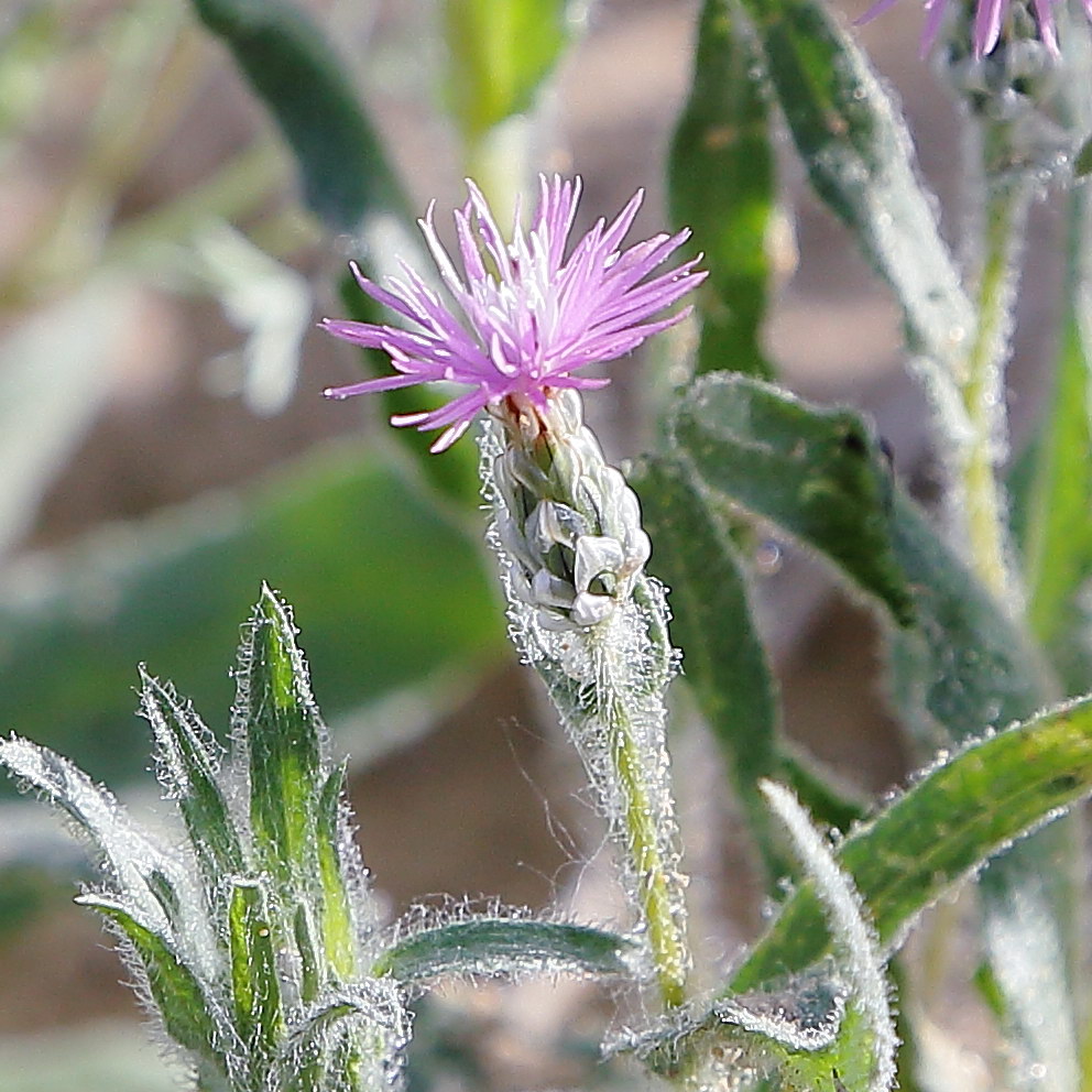 Image of Hyalea pulchella specimen.