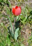 Tulipa julia