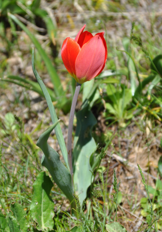 Изображение особи Tulipa julia.