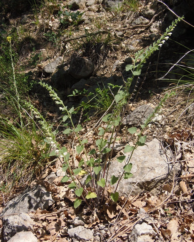 Image of Scutellaria albida specimen.