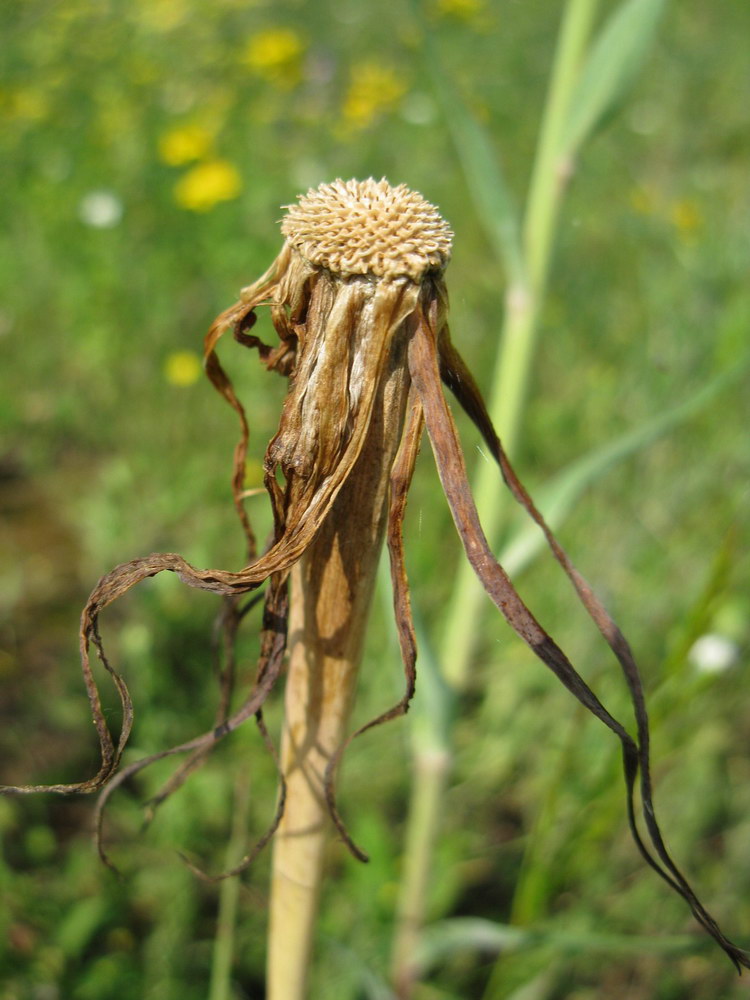 Изображение особи Tragopogon dubius ssp. major.