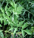 Papaver cambricum