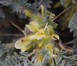 Astragalus aureus