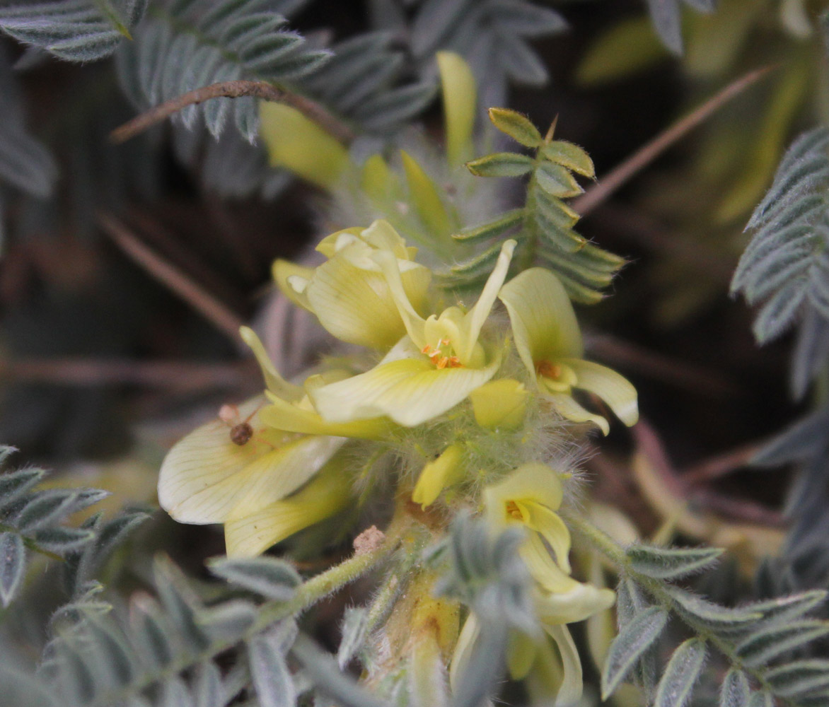 Изображение особи Astragalus aureus.