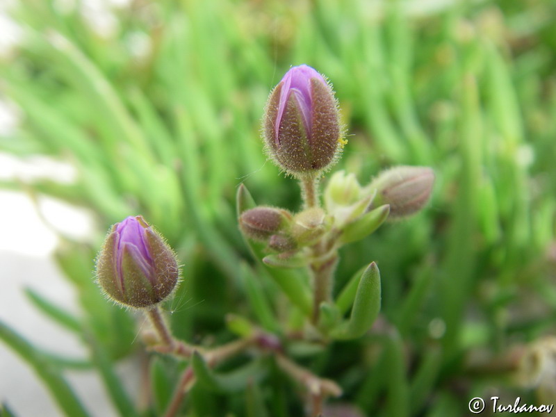 Image of Spergularia media specimen.