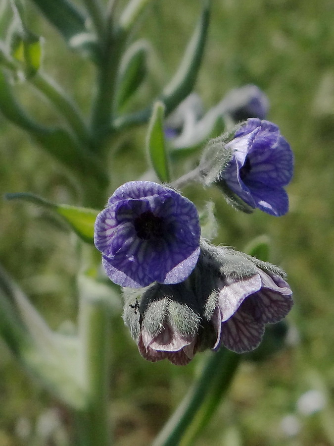 Изображение особи Cynoglossum creticum.