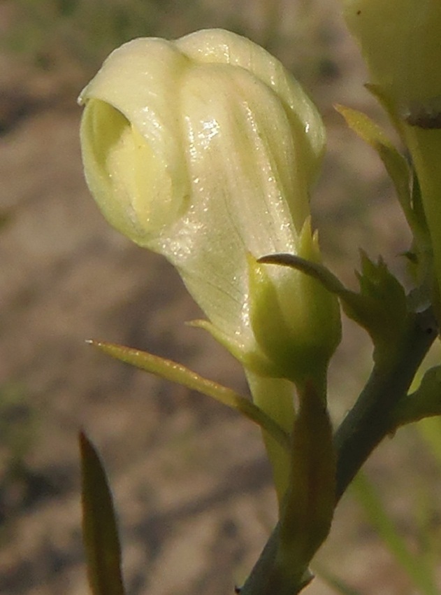 Image of Linaria biebersteinii specimen.