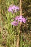 Primula farinosa