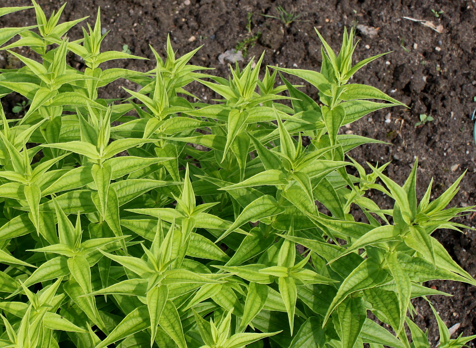 Image of Gentiana asclepiadea specimen.