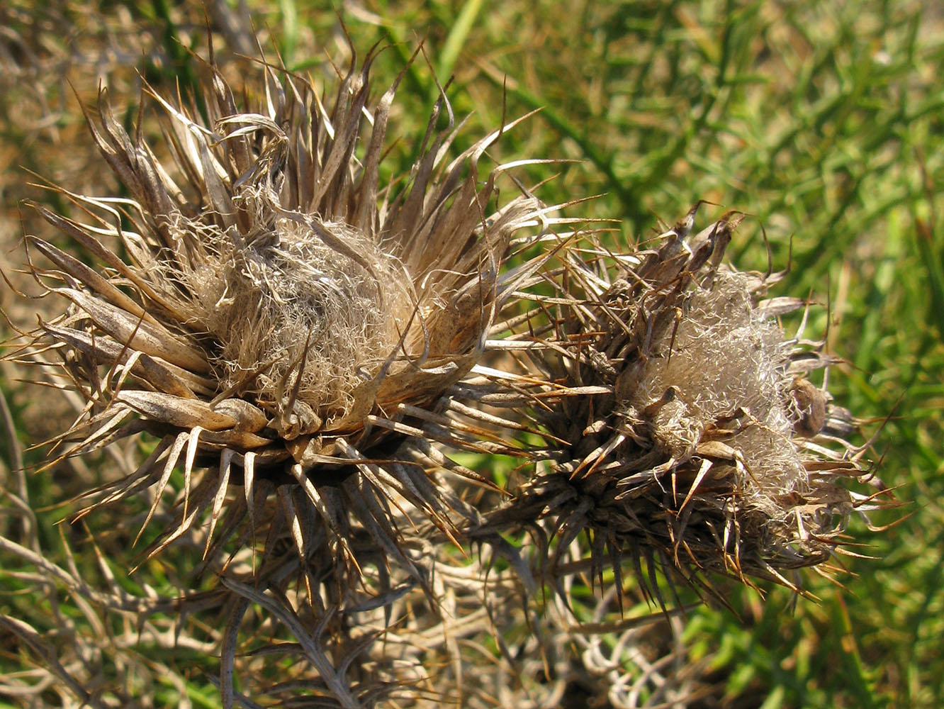 Изображение особи Lamyra echinocephala.