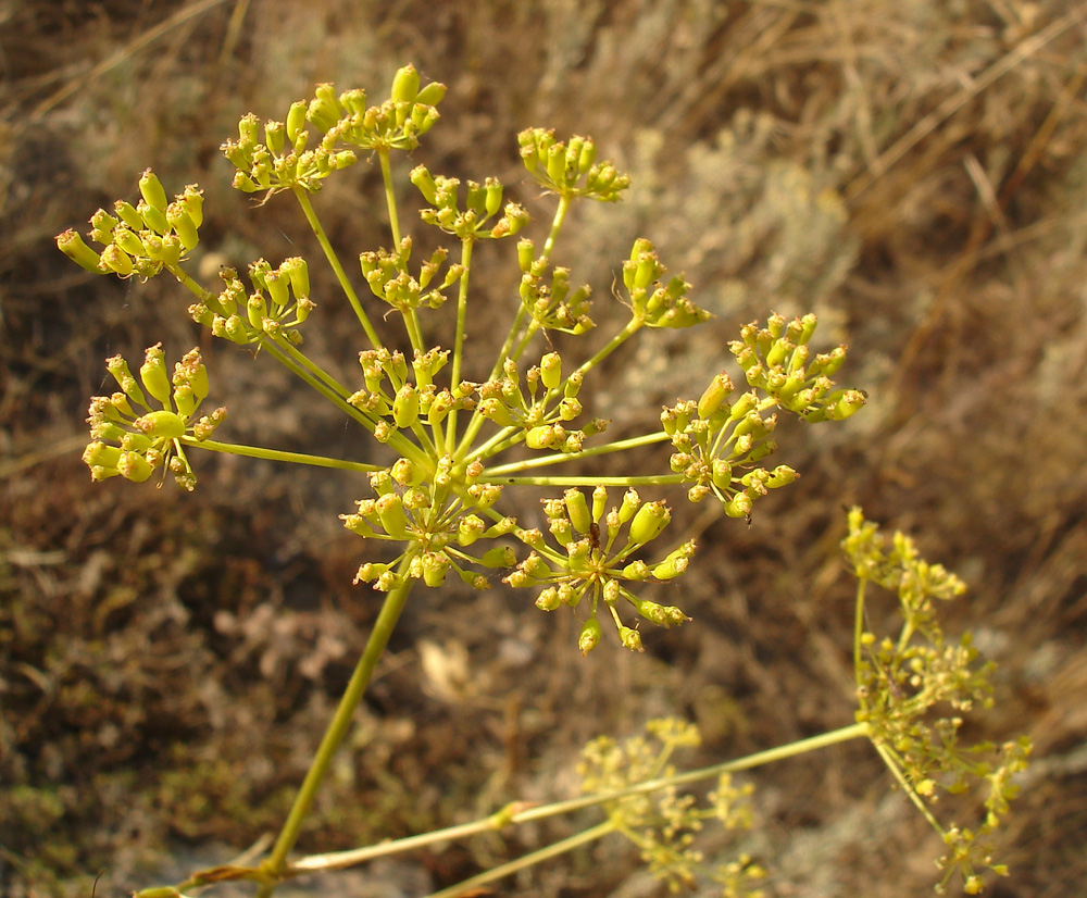 Изображение особи Peucedanum ruthenicum.