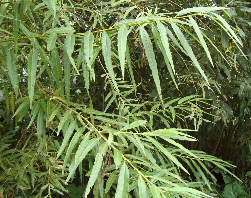 Image of Salix viminalis specimen.