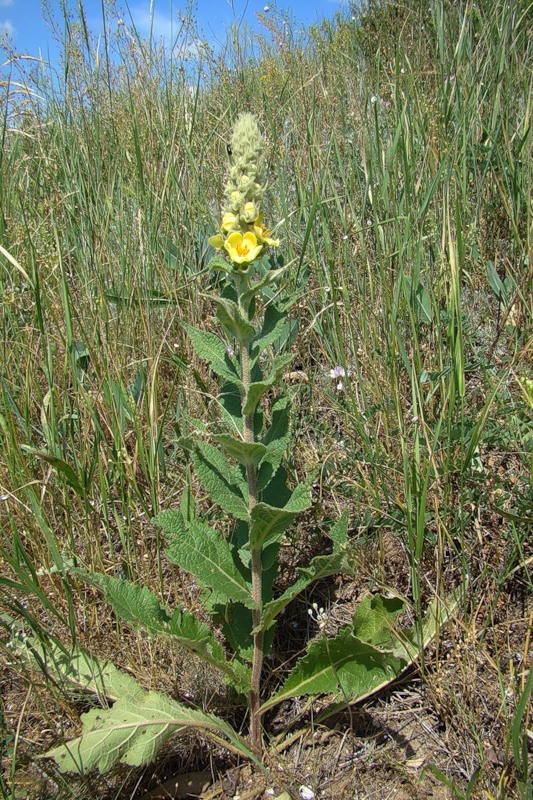 Image of Verbascum ovalifolium specimen.
