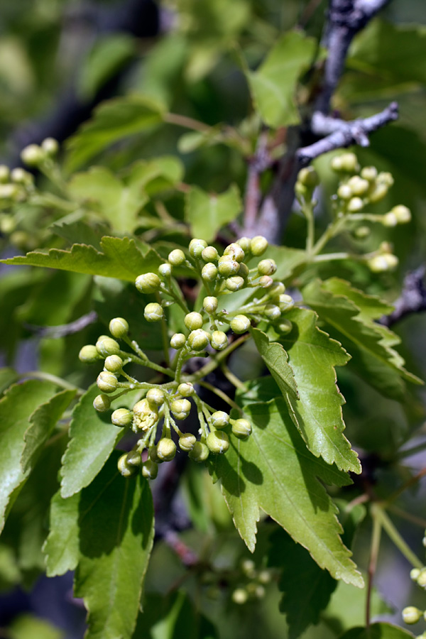 Image of Acer semenovii specimen.