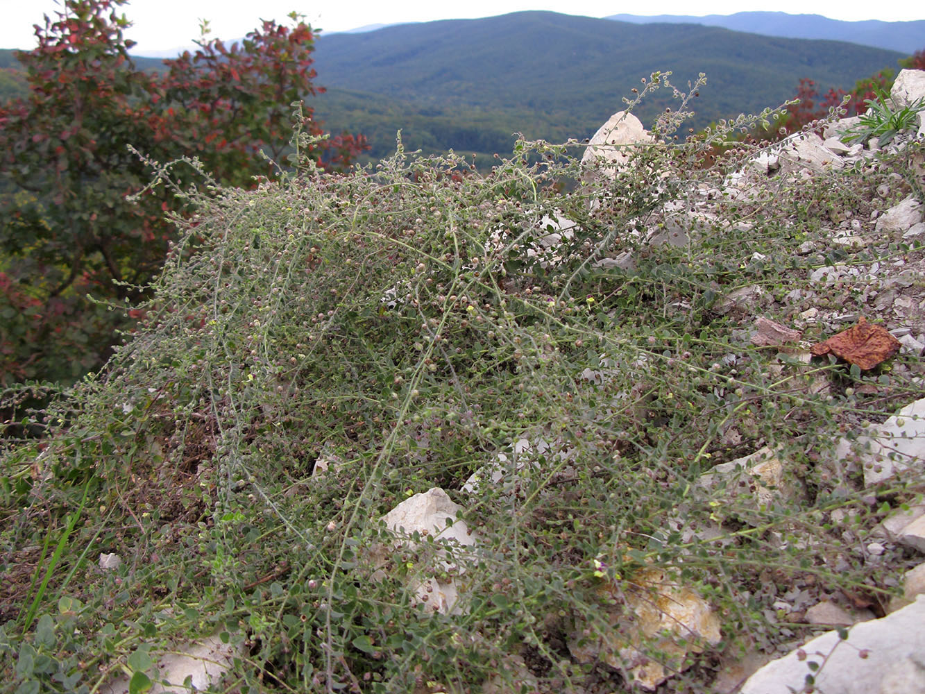 Image of Kickxia caucasica specimen.