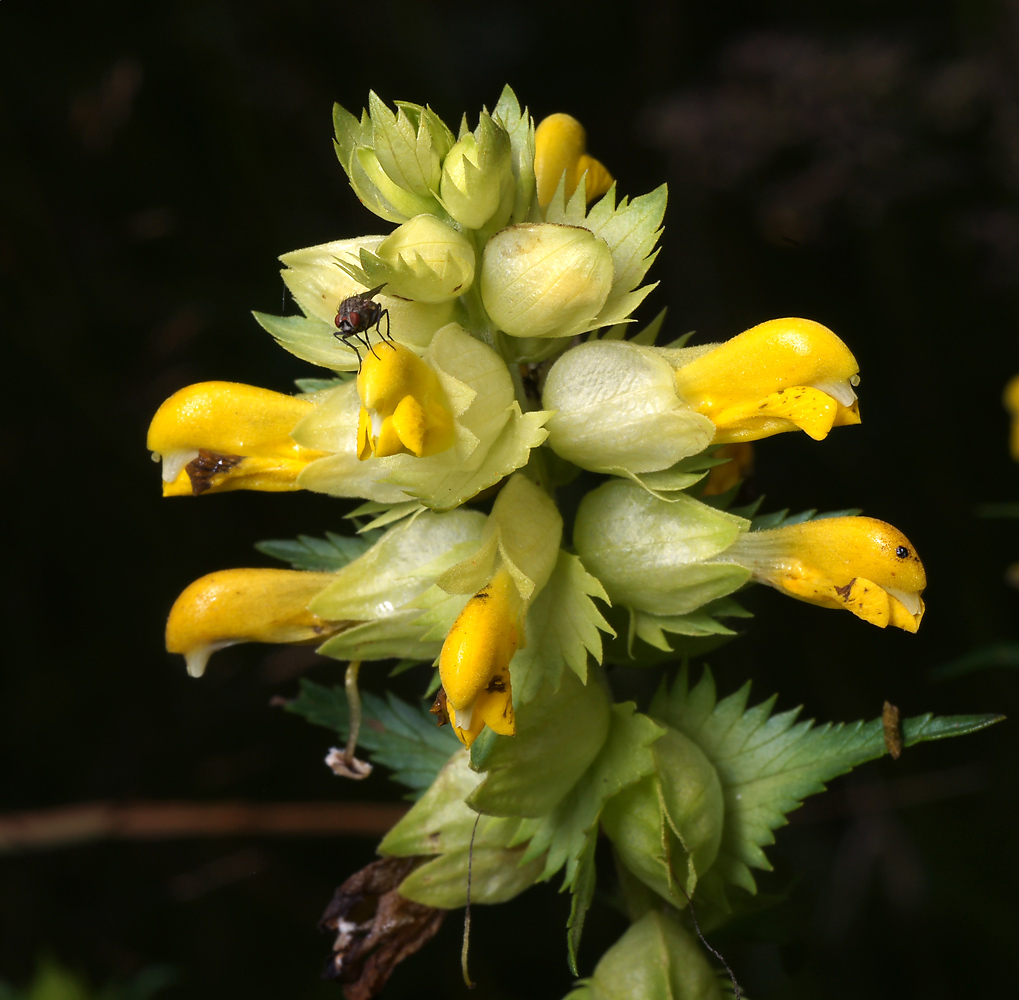 Изображение особи Rhinanthus aestivalis.