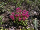 Sedum spurium