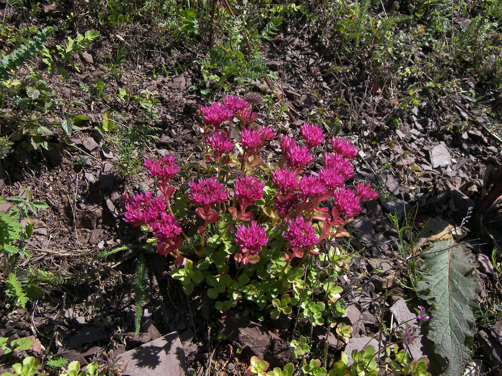 Изображение особи Sedum spurium.