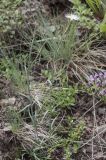 Dianthus kuschakewiczii