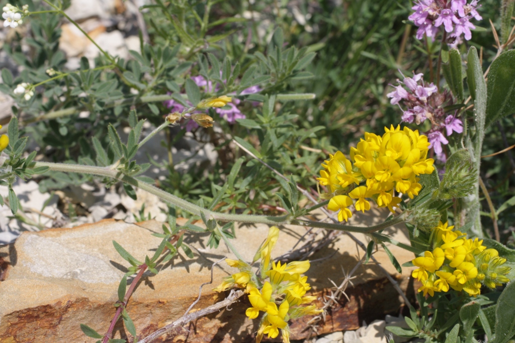 Image of Medicago romanica specimen.