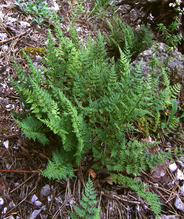 Изображение особи Cystopteris fragilis.