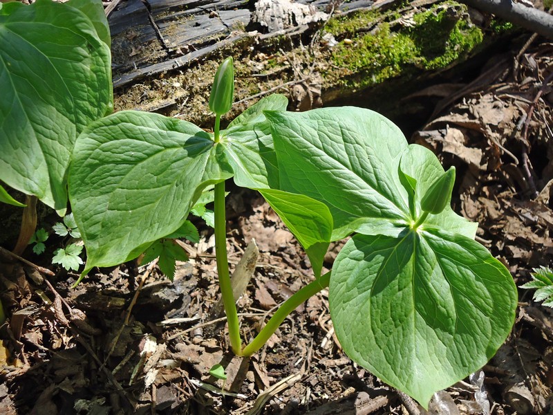 Изображение особи Trillium camschatcense.