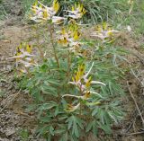 Corydalis ainae