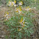 Corydalis ainae. Цветущее растение. Казахстан, плато Устюрт. 26.04.2012.