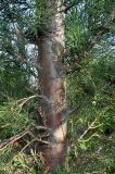 Cupressus sempervirens