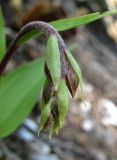Epipactis atrorubens. Соцветие в бутонах. Архангельская обл., Пинежский р-н, восточные окр. Пинежского заповедника, карстовый лог. 21.06.2013.