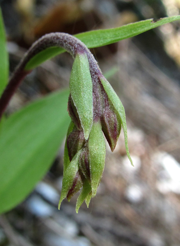 Image of Epipactis atrorubens specimen.