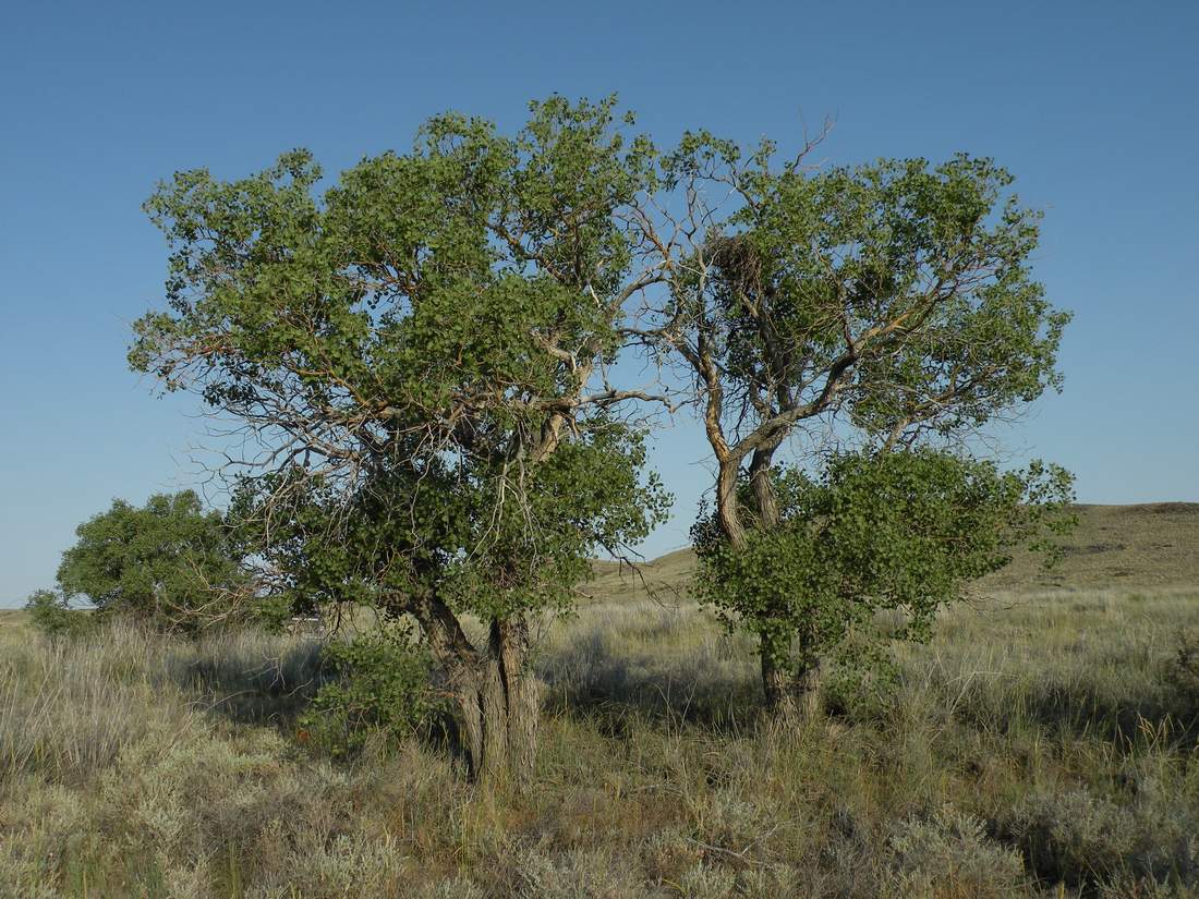 Изображение особи Populus diversifolia.