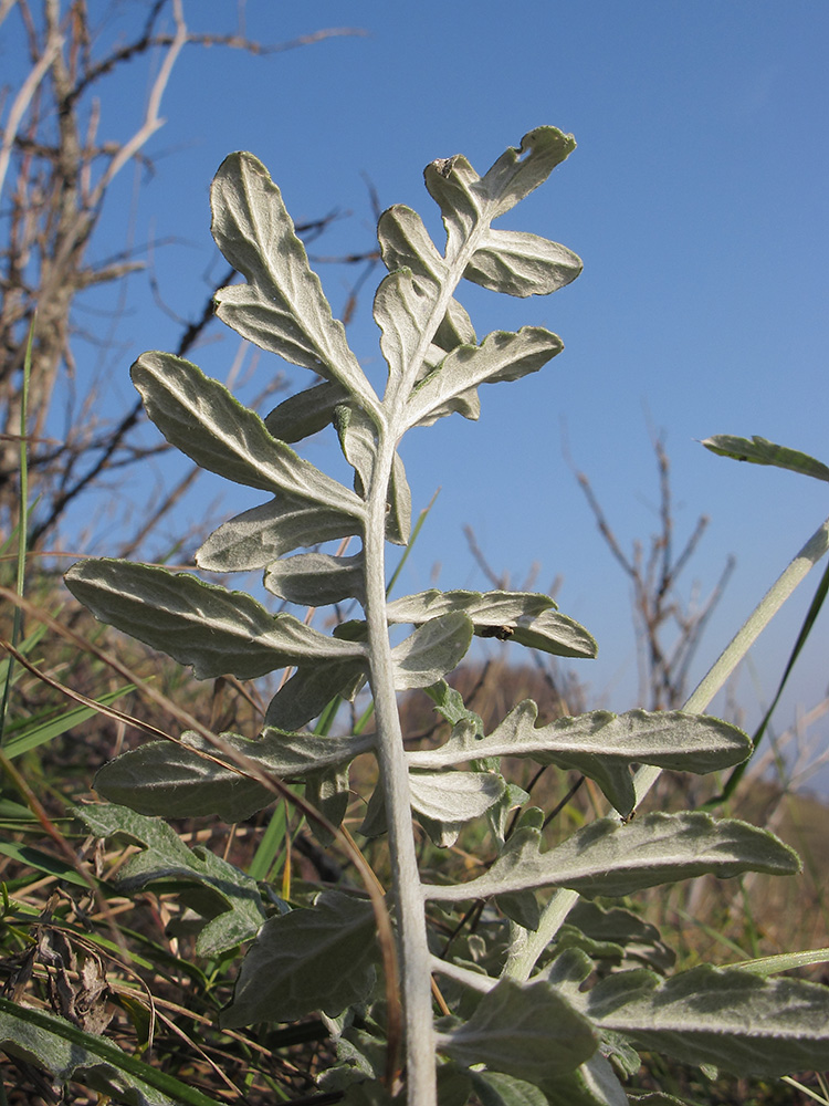 Изображение особи Psephellus declinatus var. albus.