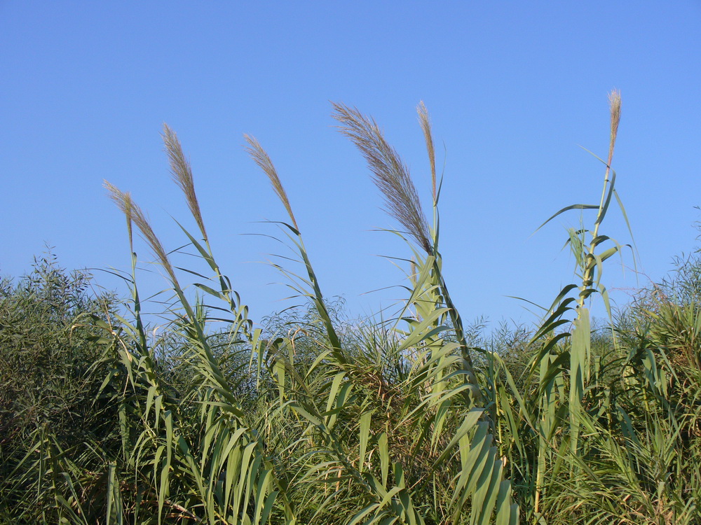 Изображение особи Arundo donax.