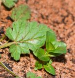 Anagallis arvensis
