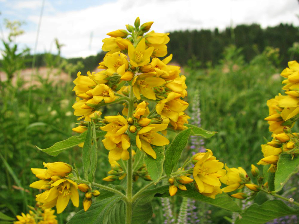 Image of Lysimachia vulgaris specimen.