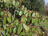 Rhododendron campanulatum. Ветки. Германия, г. Дюссельдорф, Ботанический сад университета. 02.03.2014.