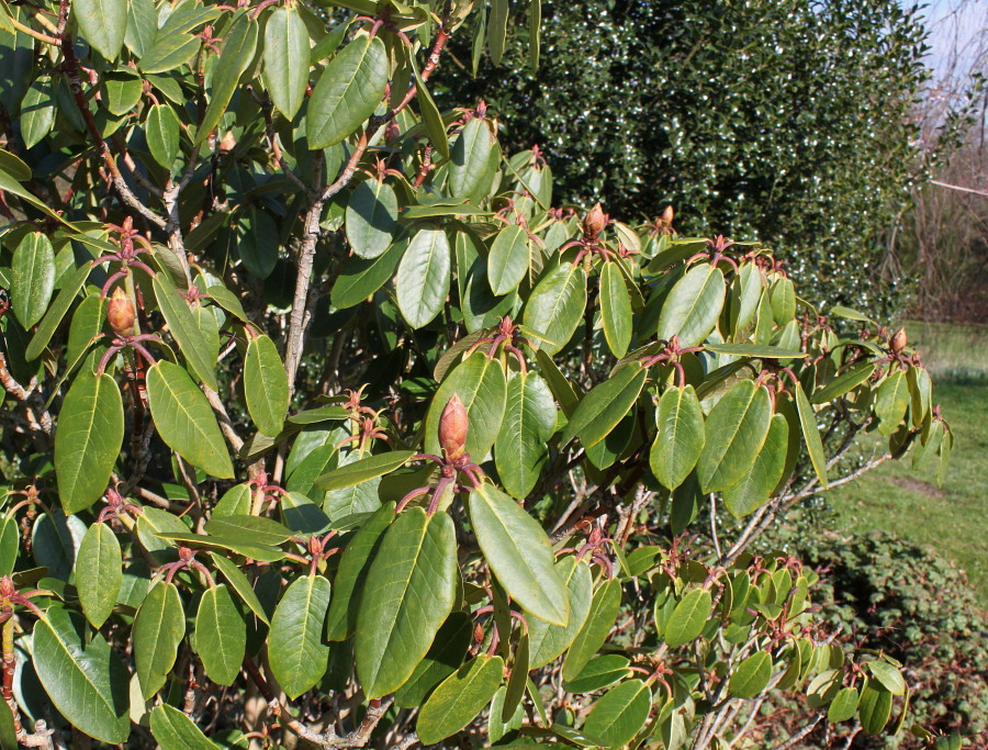 Image of Rhododendron campanulatum specimen.