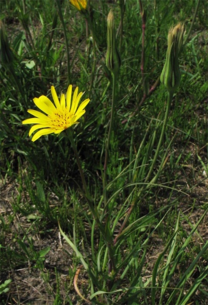 Изображение особи Tragopogon pratensis.