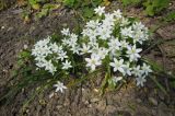 Ornithogalum woronowii