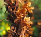 Orobanche centaurina