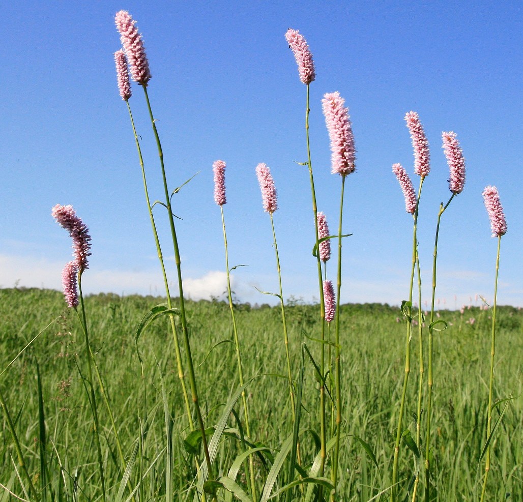 Изображение особи Bistorta carnea.