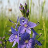 Veronica teucrium. Верхушка соцветия. Нидерланды, провинция Friesland, остров Schiermonnikoog, луг на дамбе (занесено при строительстве дамбы с грунтом из южной части страны). 9 июня 2007 г.
