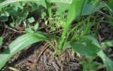 Plantago lanceolata