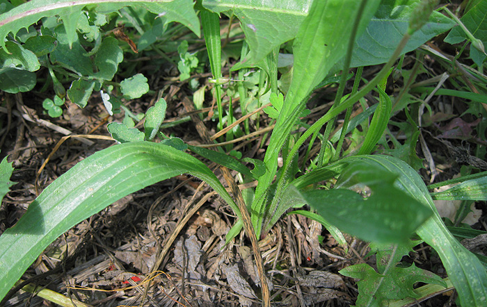 Изображение особи Plantago lanceolata.